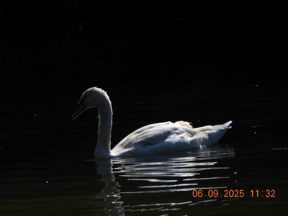 Mute Swan - ML641430440