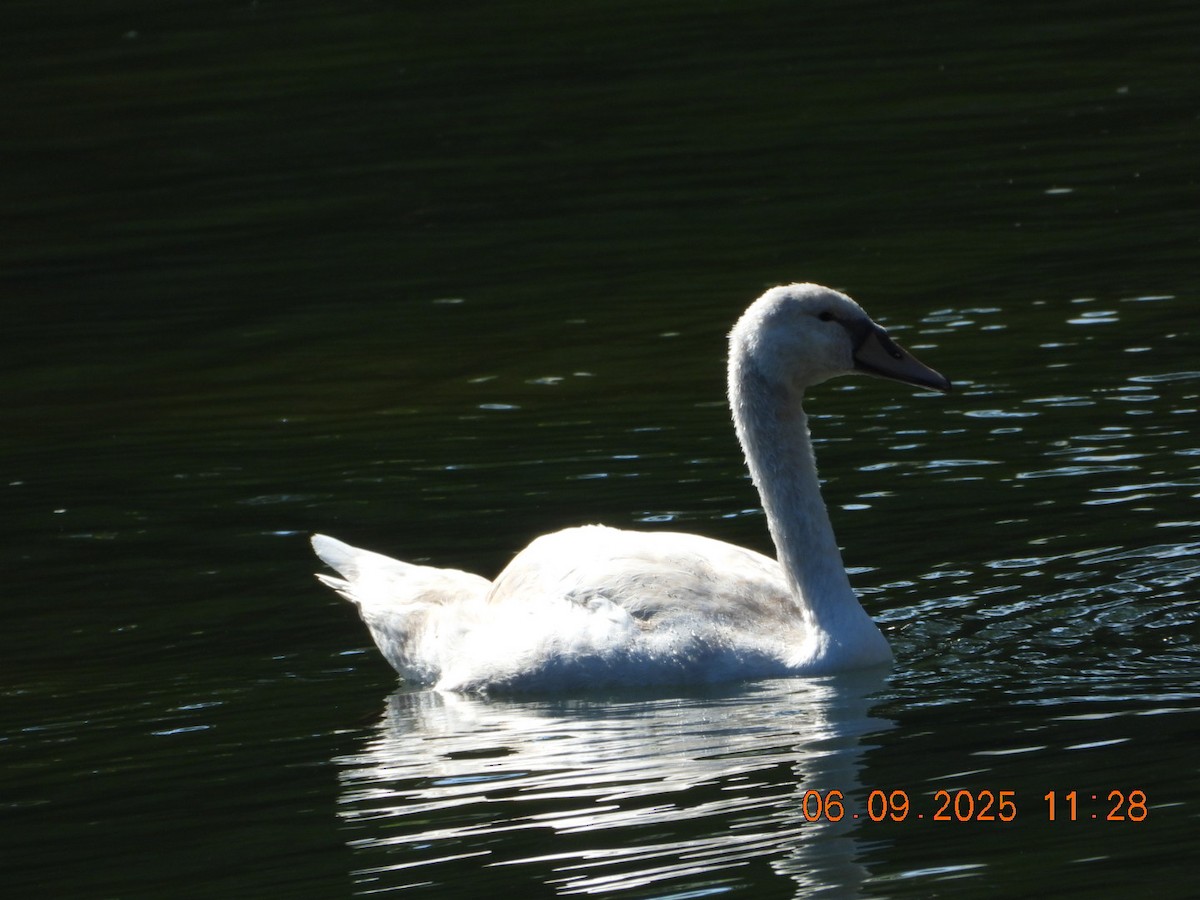 Mute Swan - ML641430442