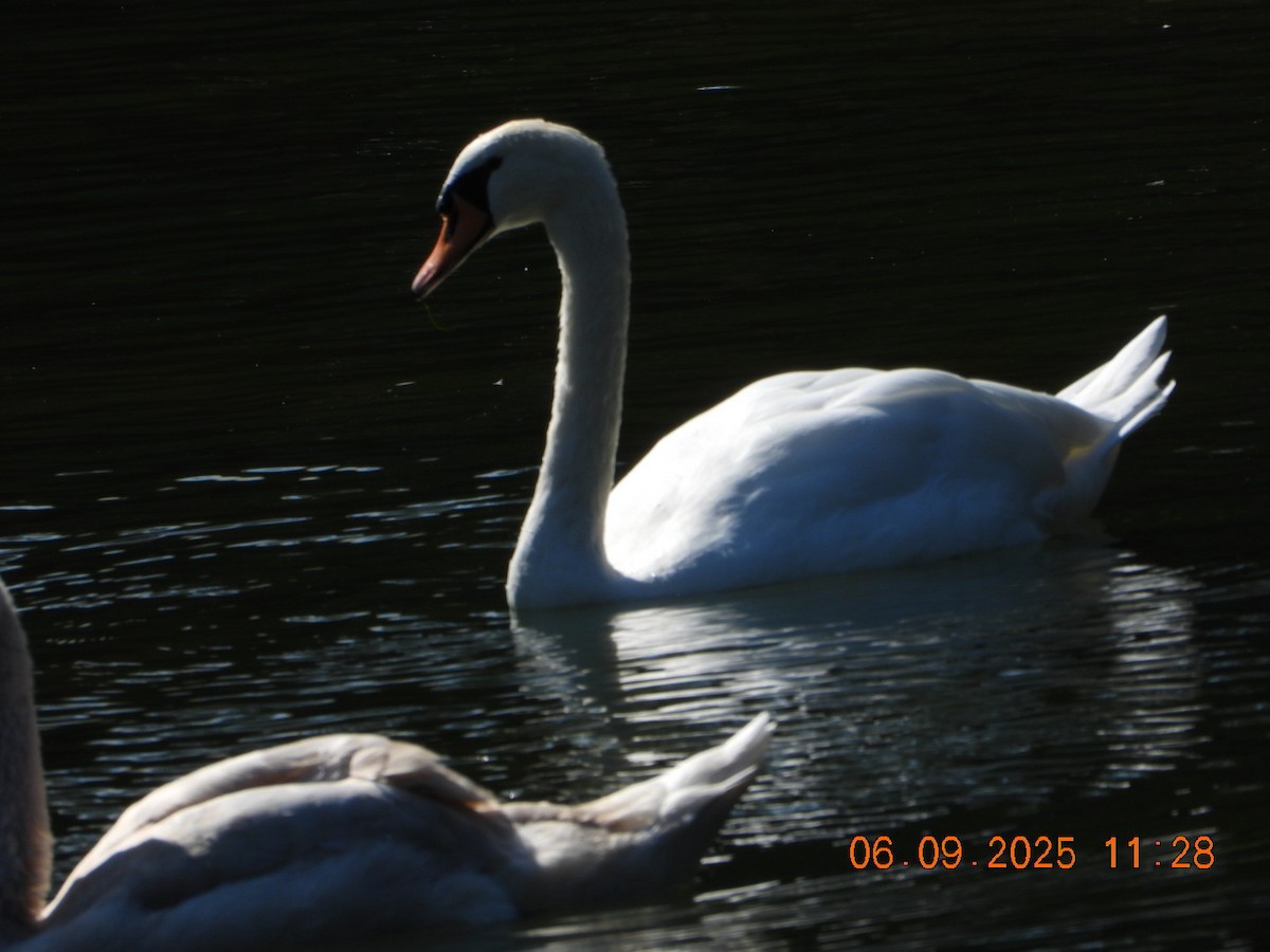 Mute Swan - ML641430443
