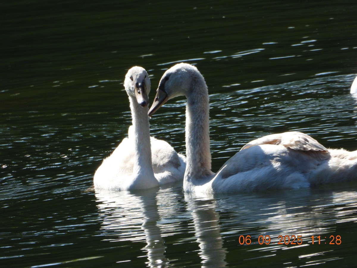 Mute Swan - ML641430444