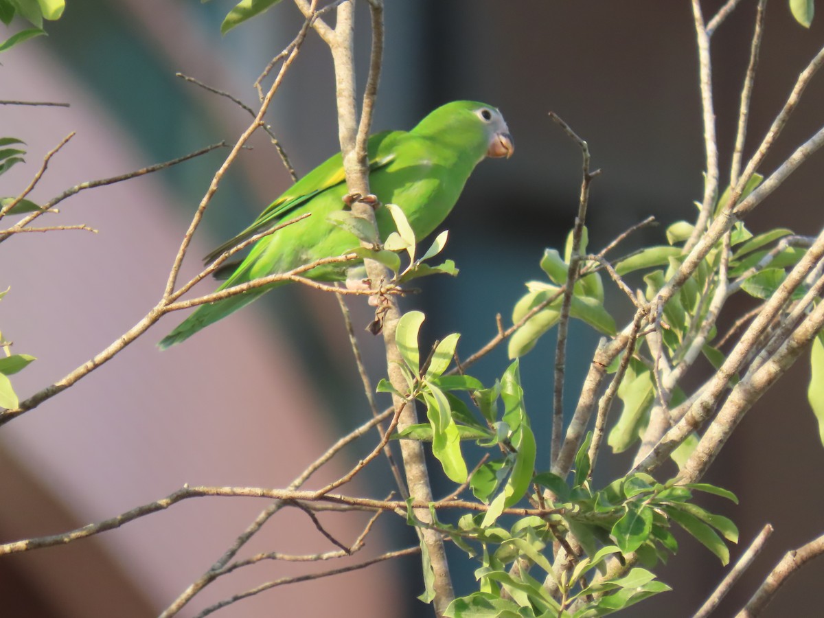White-winged Parakeet - ML641430445