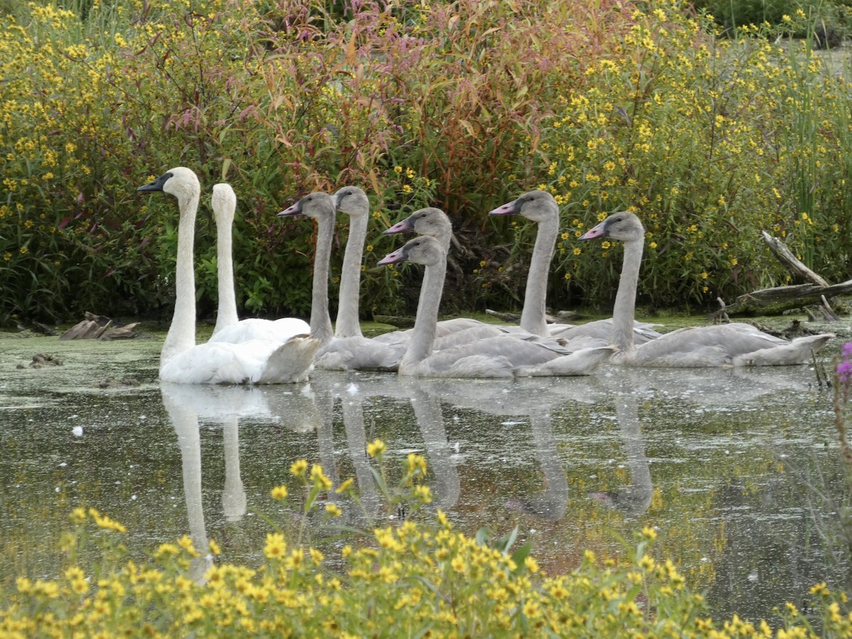 Trumpeter Swan - ML641430446