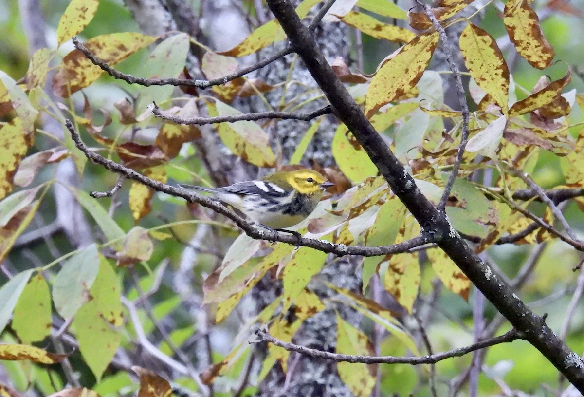 Black-throated Green Warbler - ML641430447