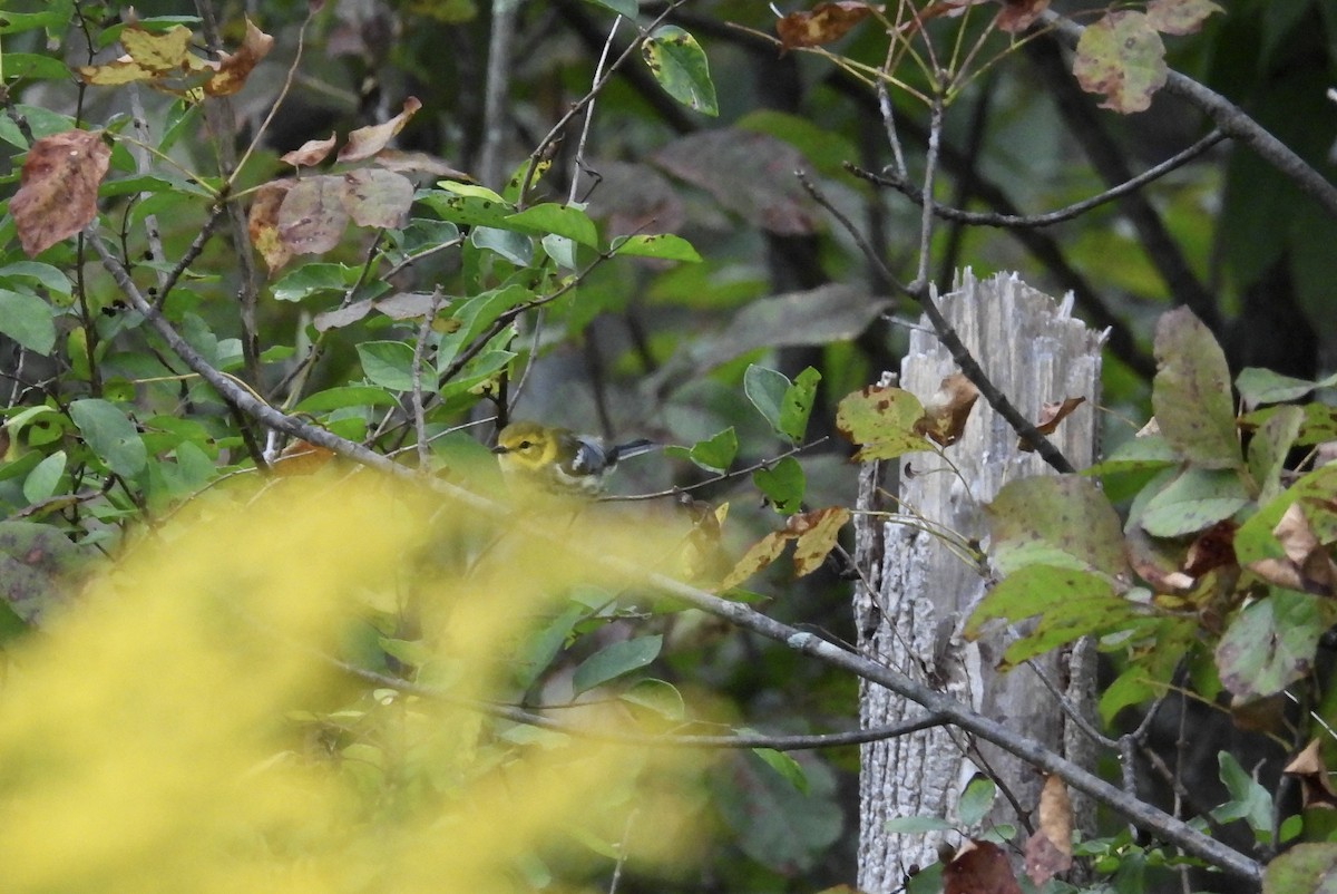 Black-throated Green Warbler - ML641430448