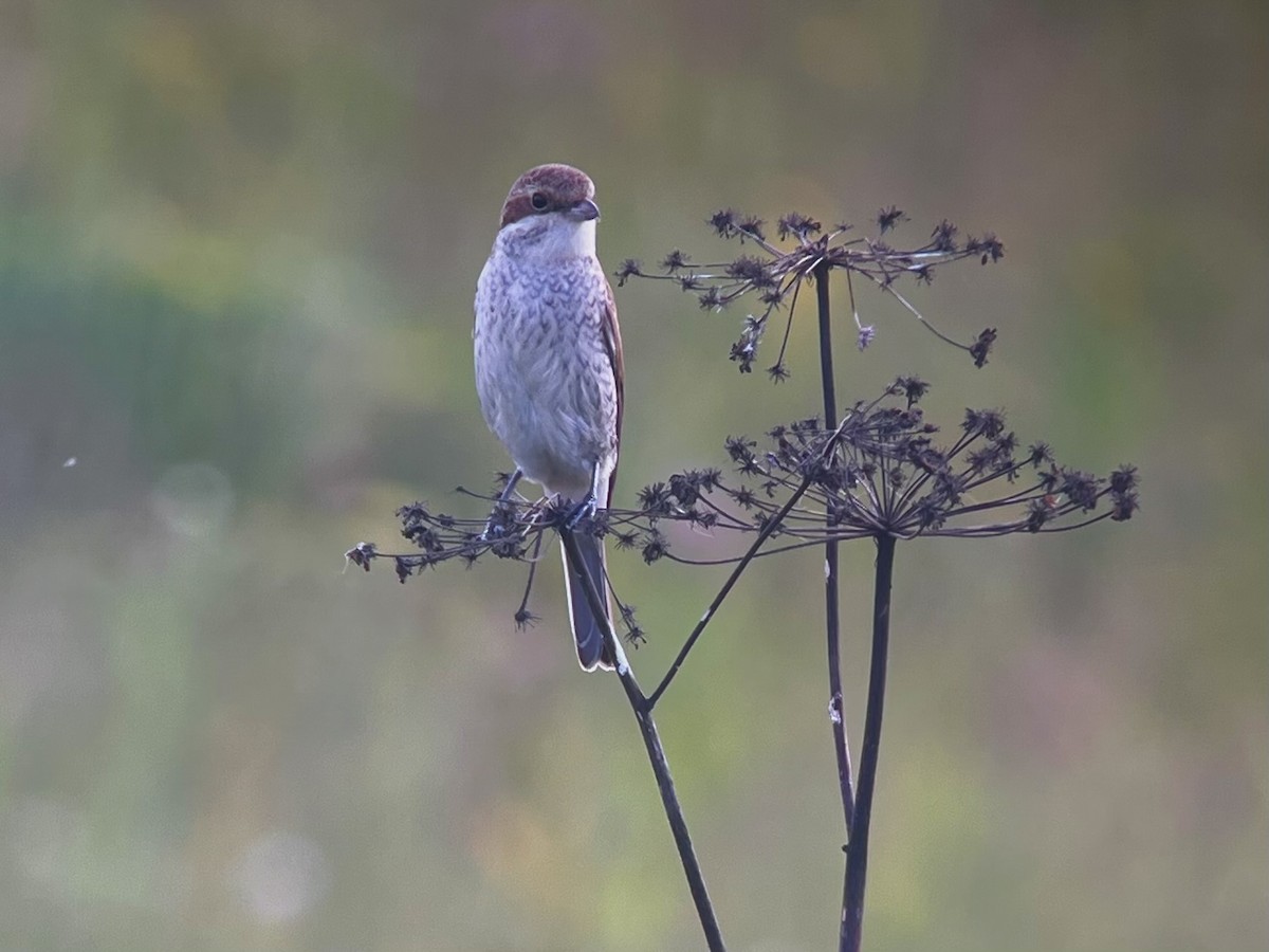 Red-backed Shrike - ML641430449