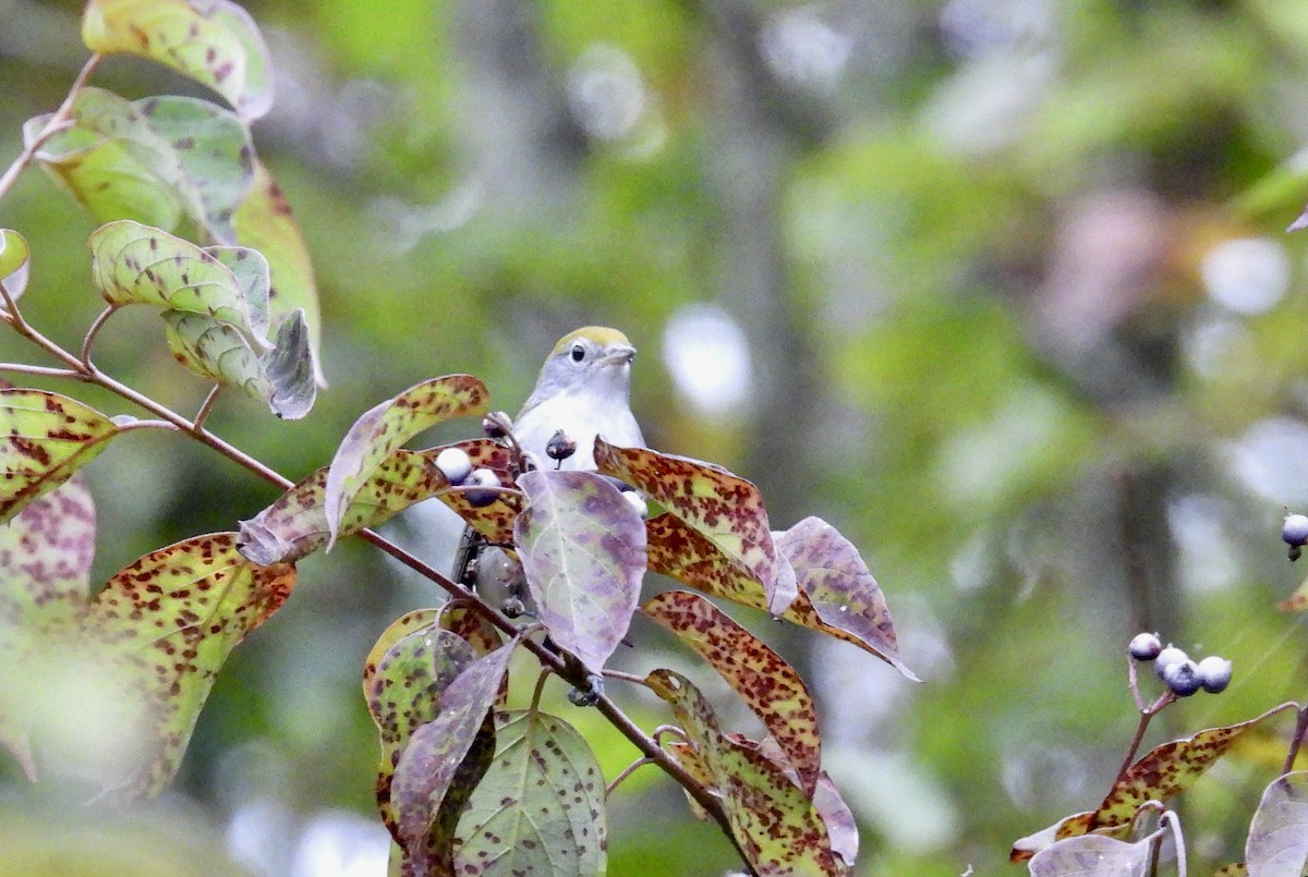 Chestnut-sided Warbler - ML641430450