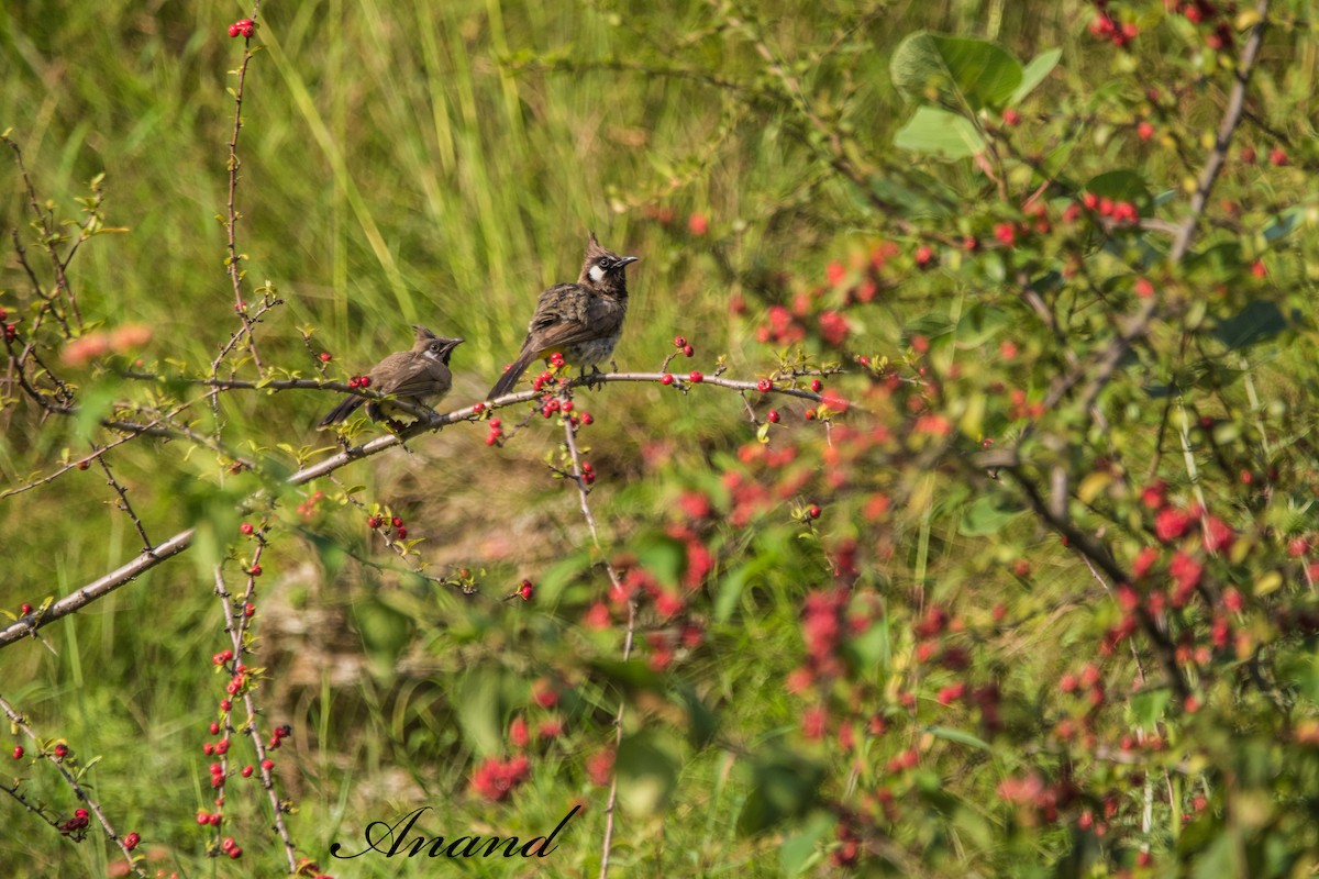 Himalayan Bulbul - ML641430452