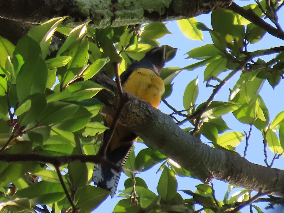 Amazonian Trogon - ML641430453