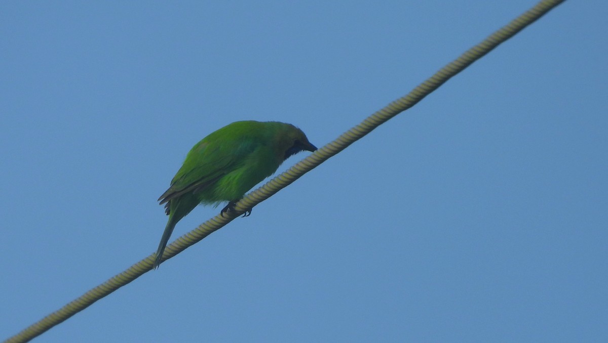 Jerdon's Leafbird - ML641430454