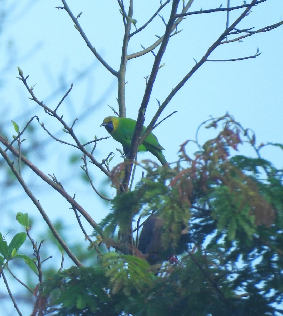 Jerdon's Leafbird - ML641430455