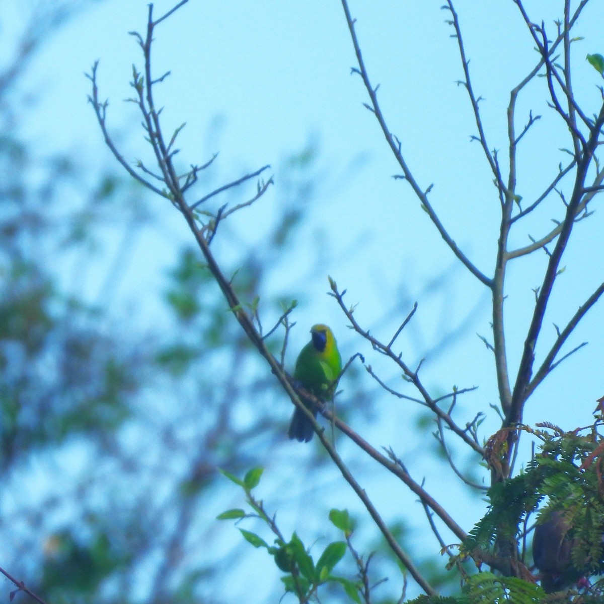 Jerdon's Leafbird - ML641430456