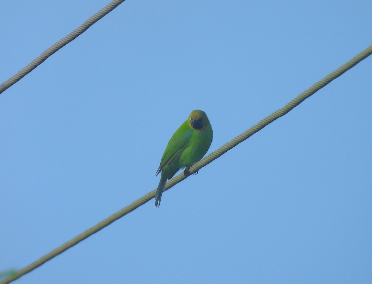 Jerdon's Leafbird - ML641430457