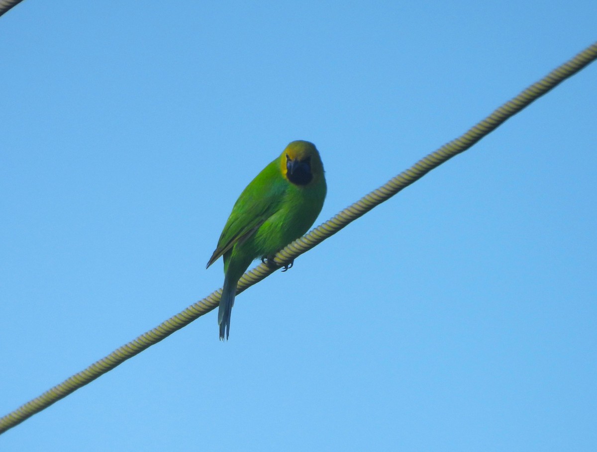 Jerdon's Leafbird - ML641430458