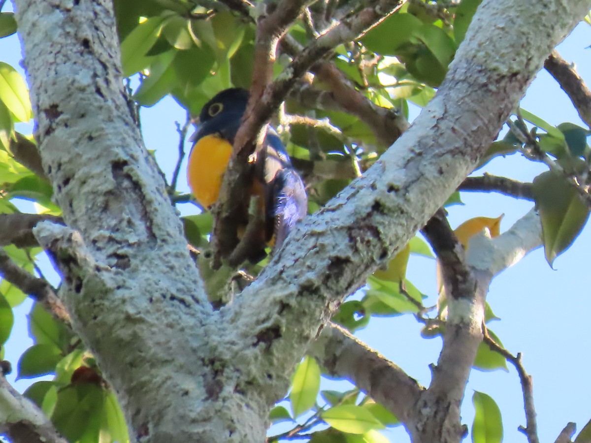 Amazonian Trogon - ML641430459