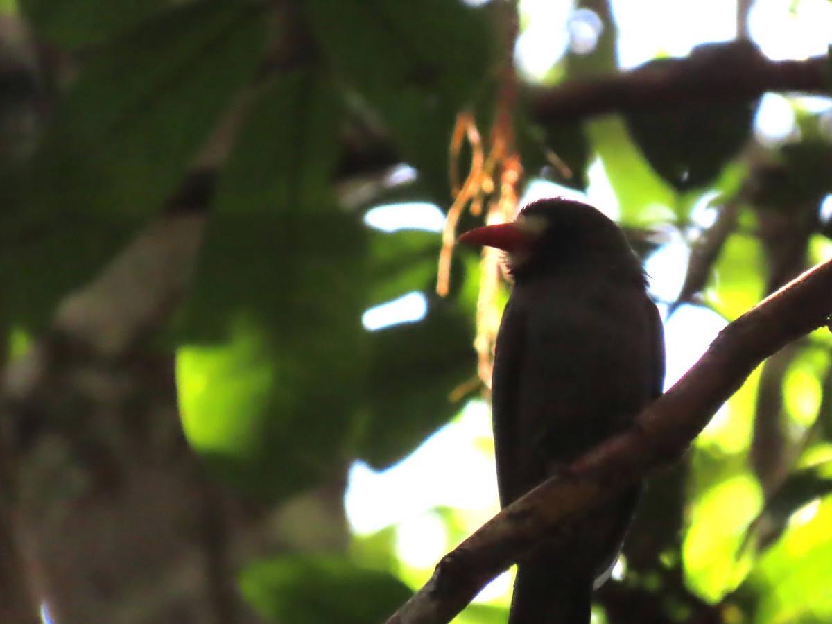 White-fronted Nunbird - ML641430461