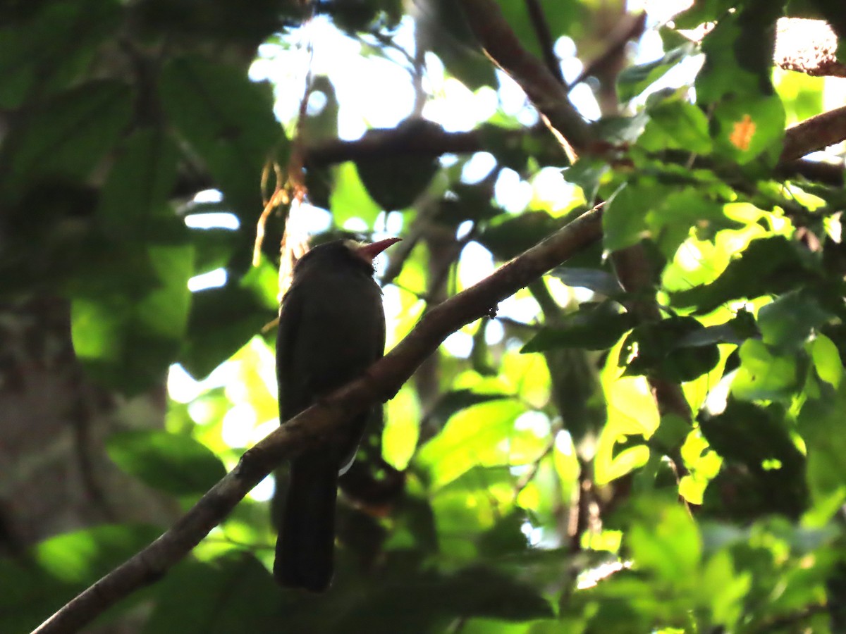 White-fronted Nunbird - ML641430462