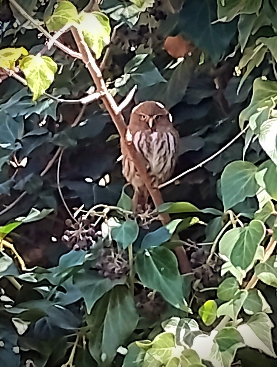 Ferruginous Pygmy-Owl - ML641430475