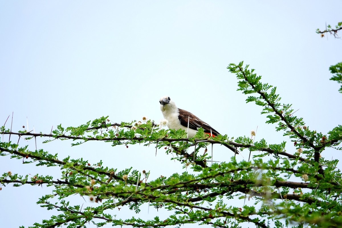 White-headed Buffalo-Weaver - ML641430478