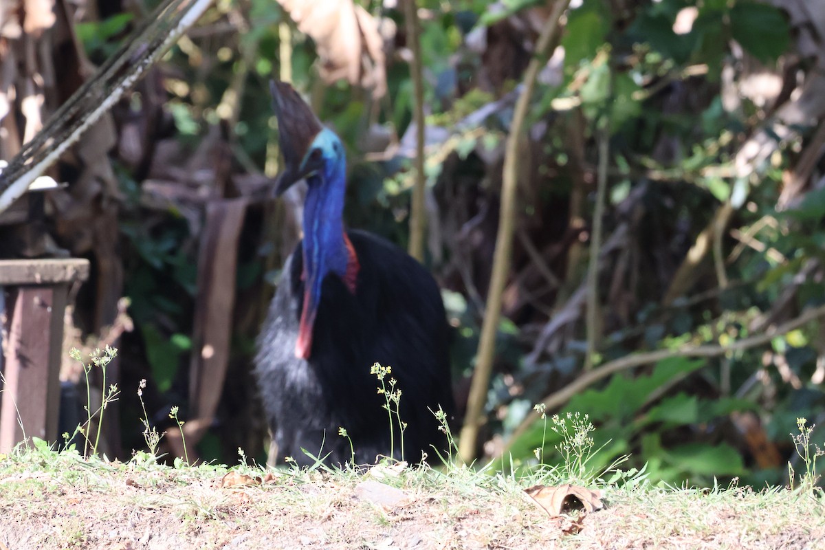 Southern Cassowary - ML641430489