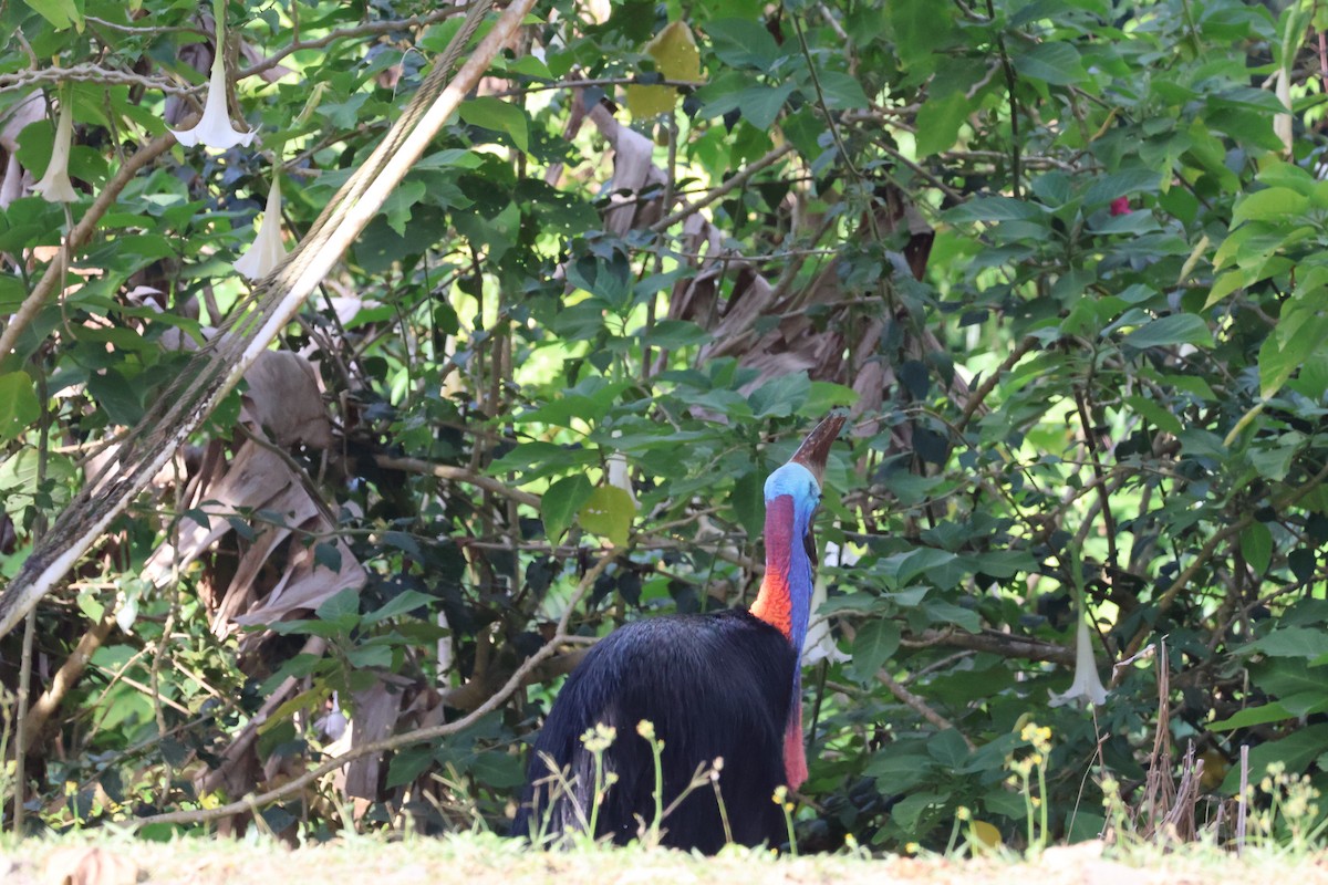 Southern Cassowary - ML641430490