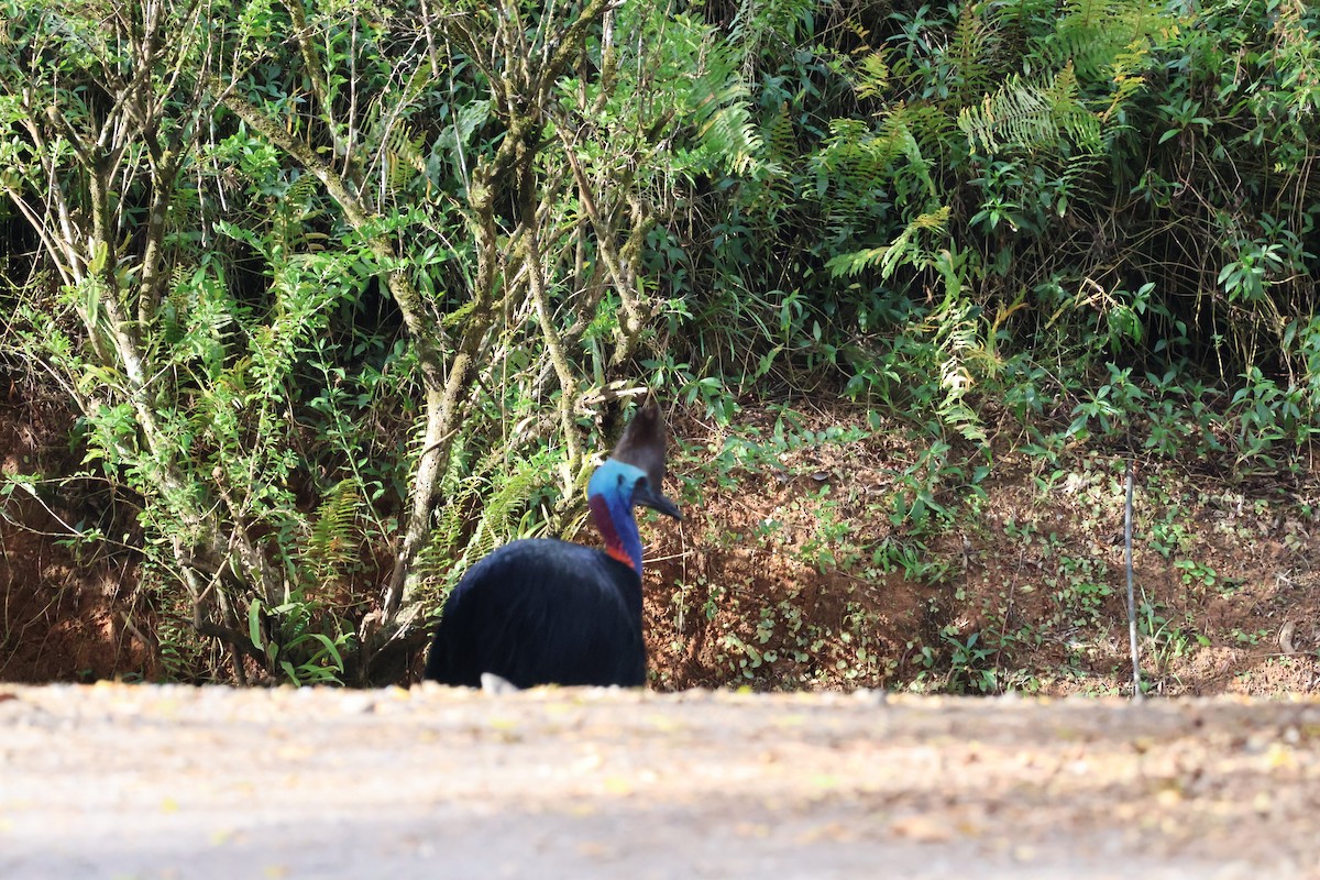 Southern Cassowary - ML641430491