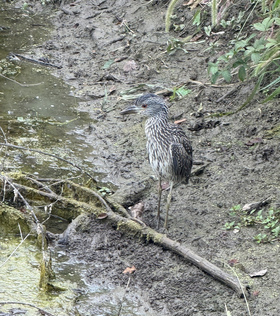 Yellow-crowned Night Heron - ML641430499