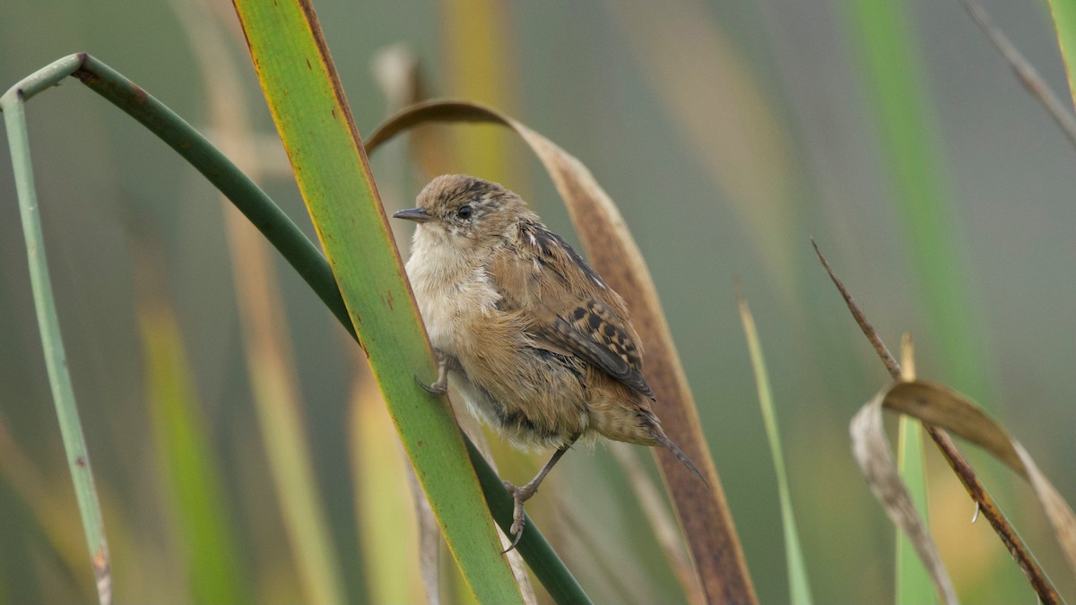 Marsh Wren - ML641430516