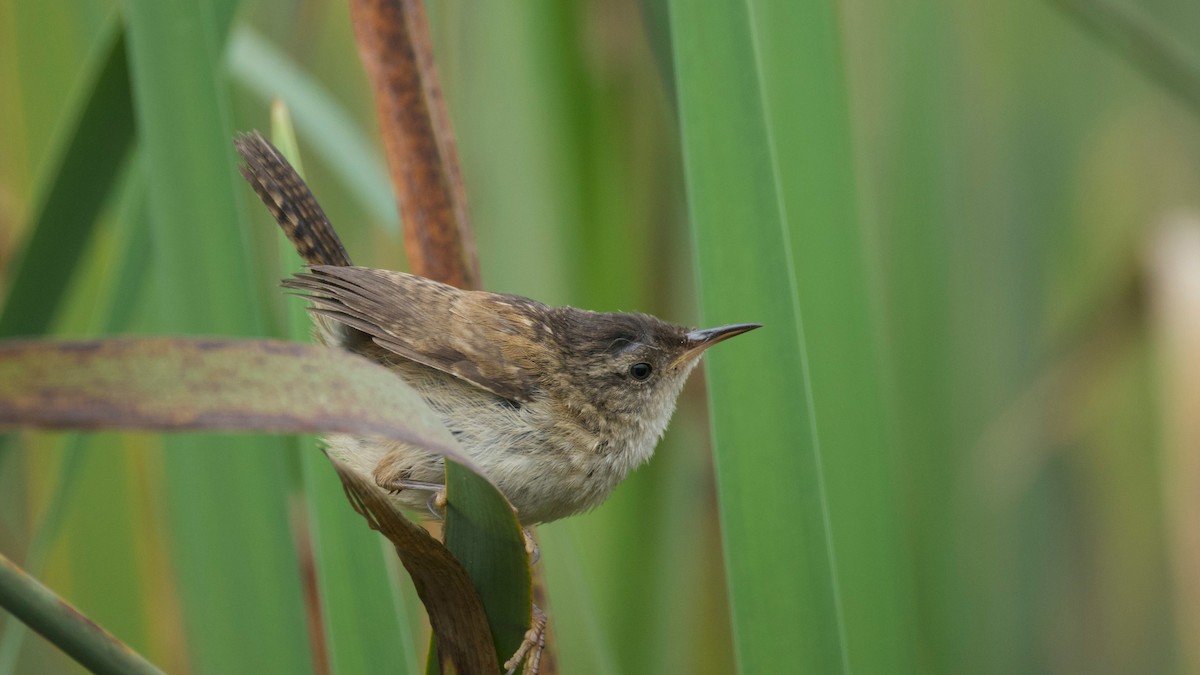 Marsh Wren - ML641430517