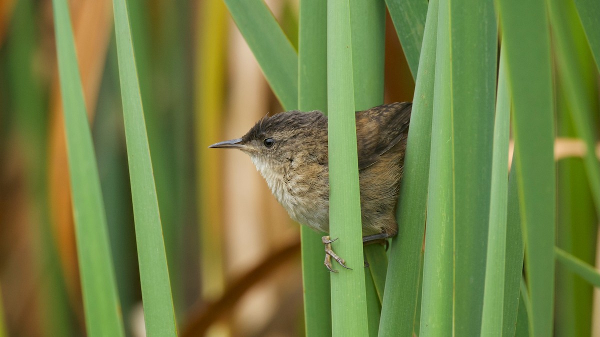 Marsh Wren - ML641430518