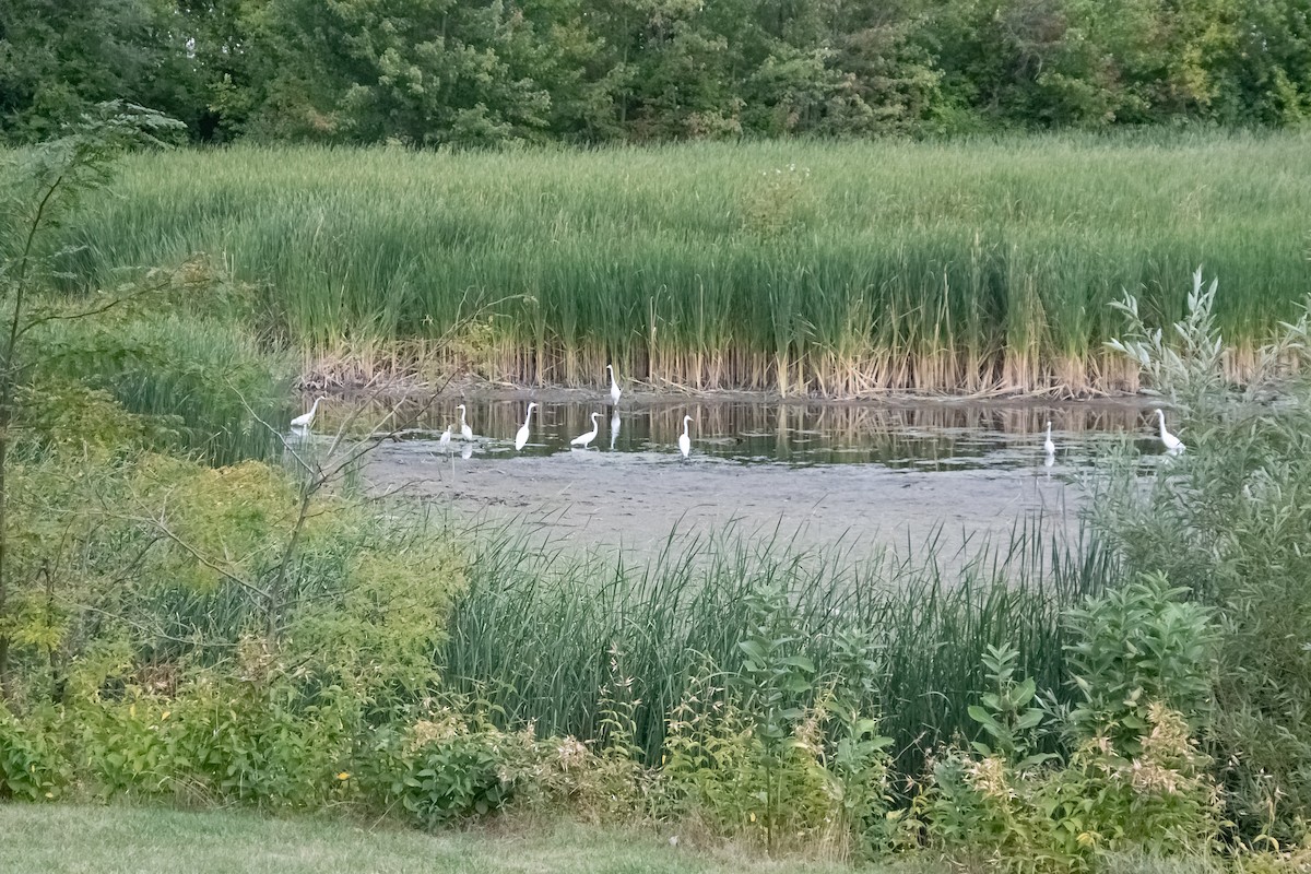Great Egret - ML641430519