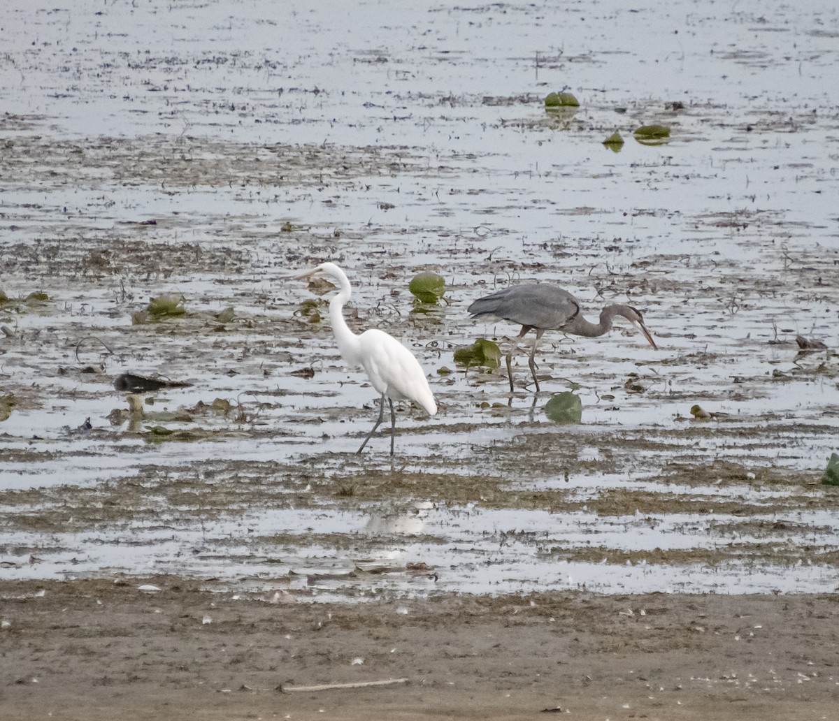 Great Blue Heron - ML641430520