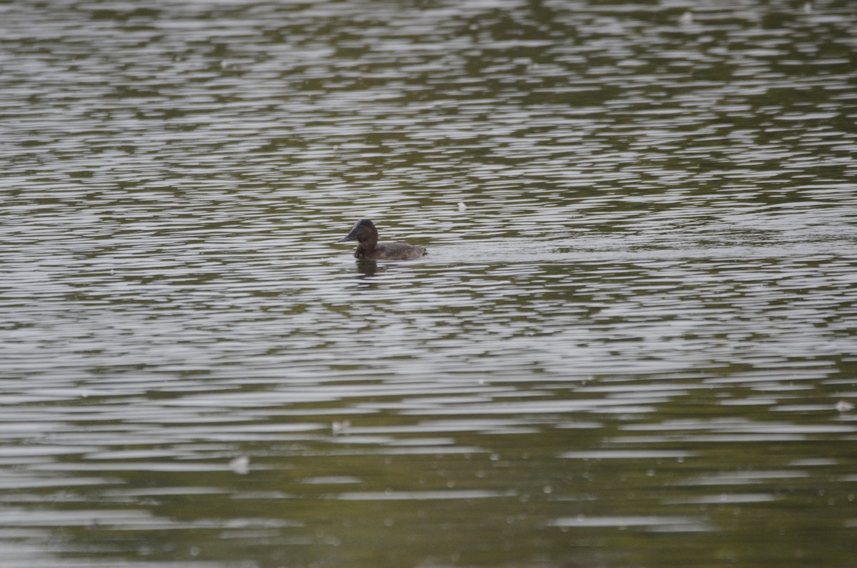 polák velký - ML641430521