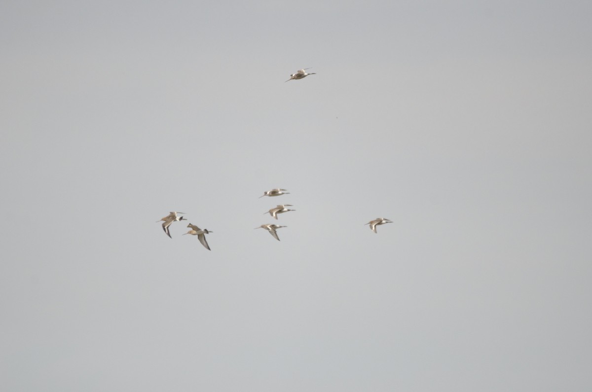 břehouš černoocasý - ML641430525