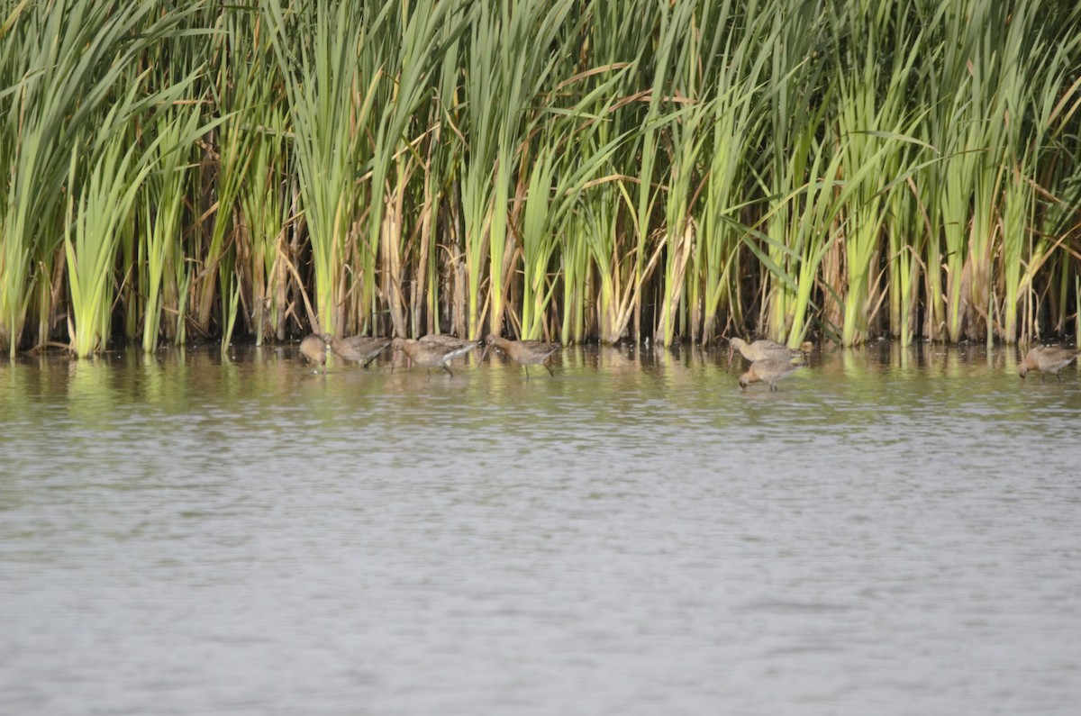 břehouš černoocasý - ML641430527