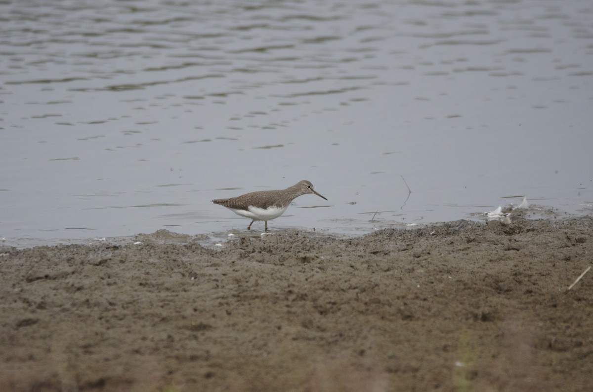 vodouš kropenatý - ML641430536