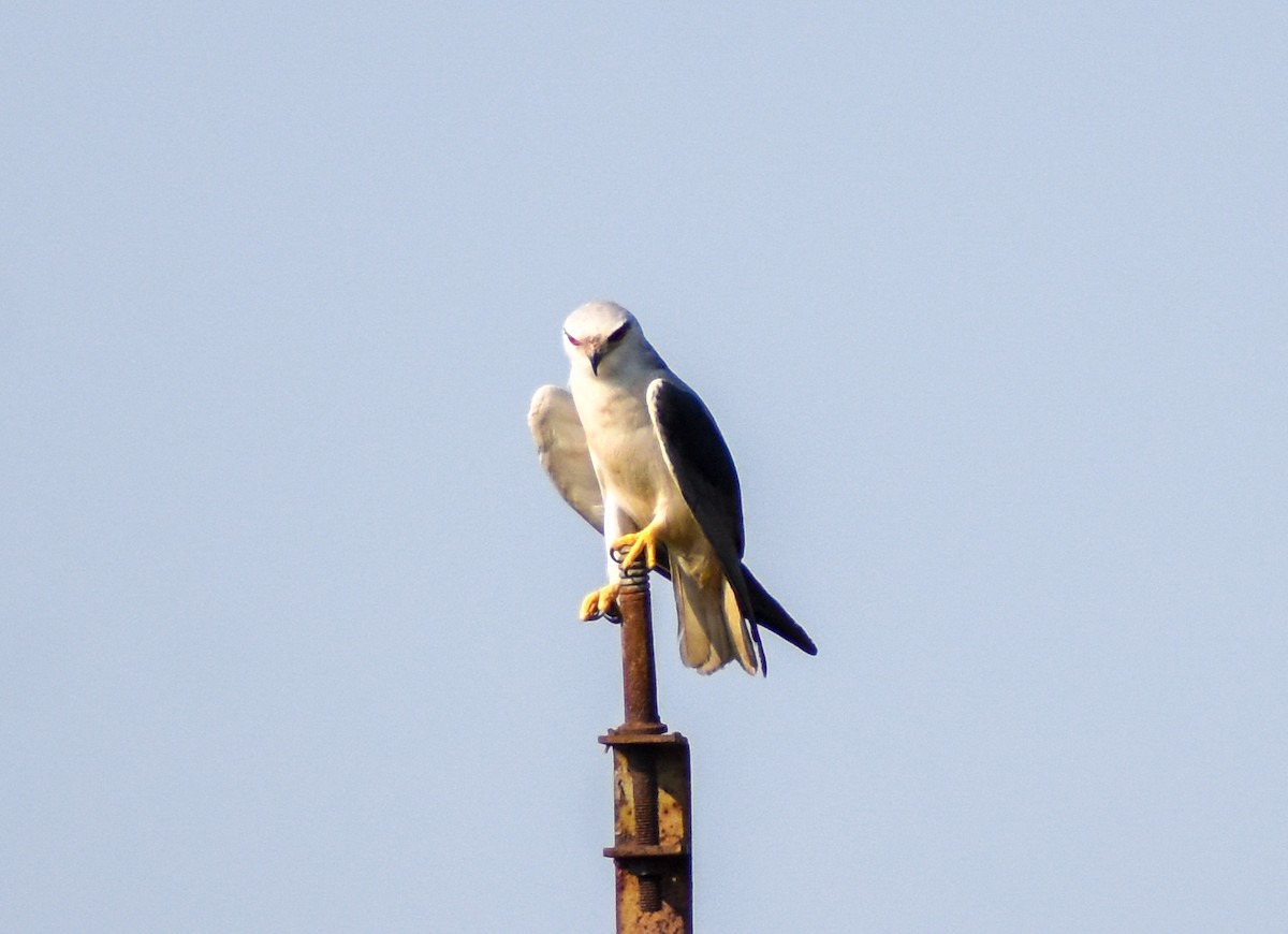 Black-winged Kite - ML641430540