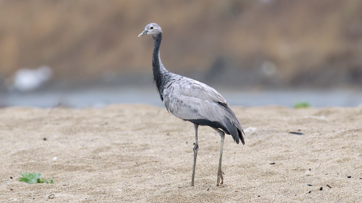 Damigella della Numidia - ML641430544