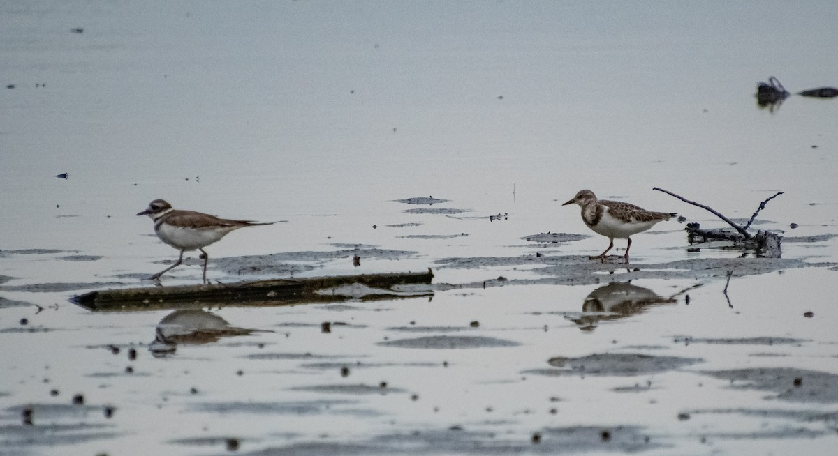 Killdeer - ML641430547