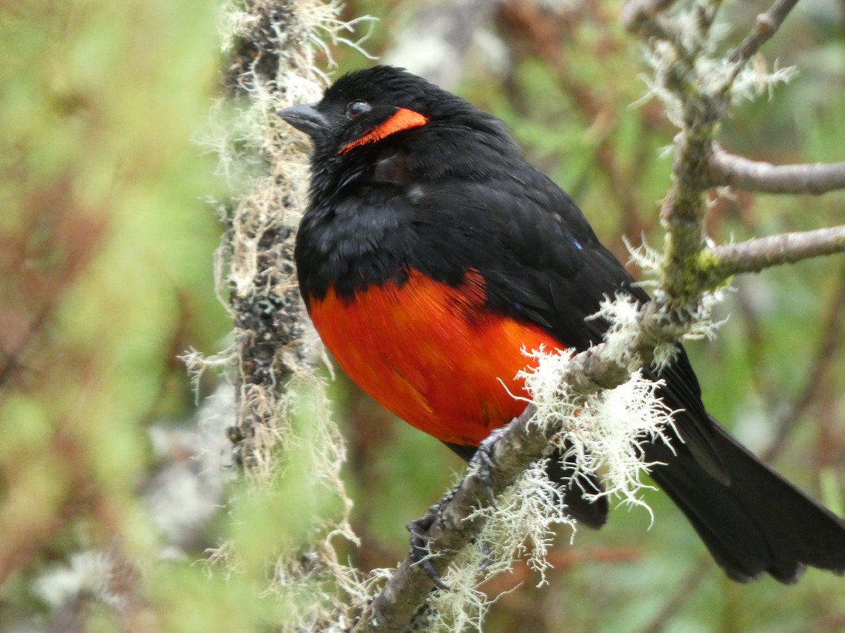 Scarlet-bellied Mountain Tanager - ML641430548