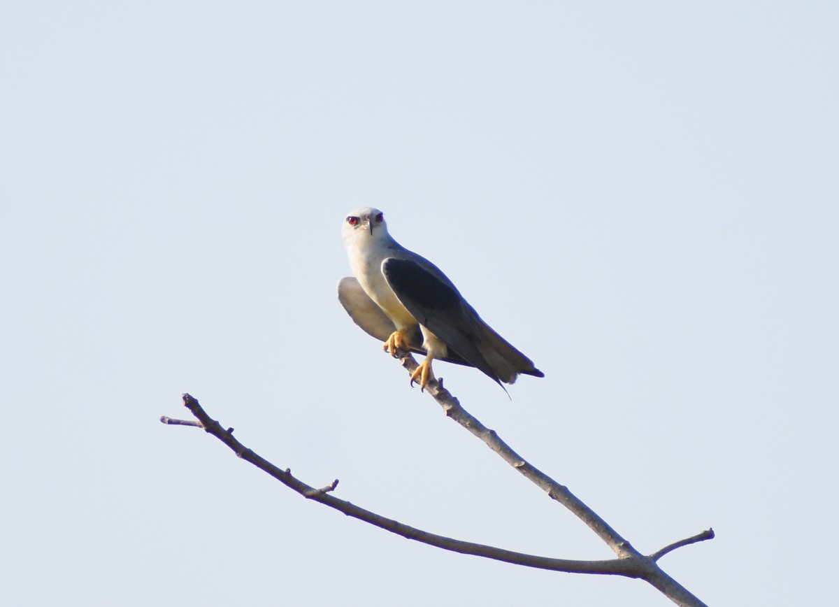 Black-winged Kite - ML641430550