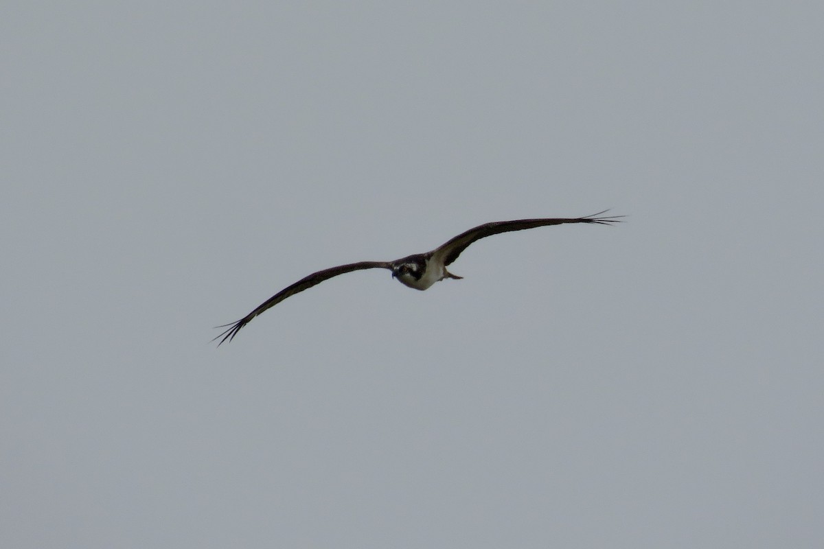 Falco pescatore - ML641430561