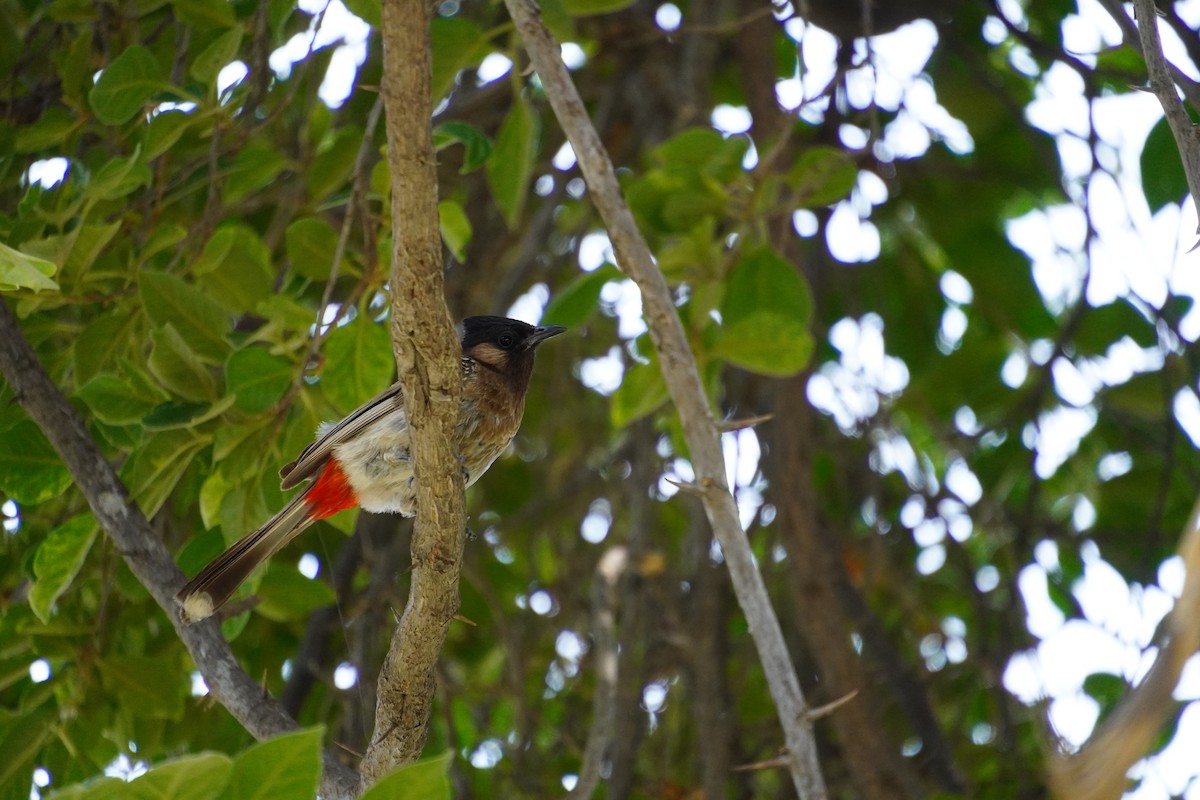Red-vented Bulbul - ML641430565