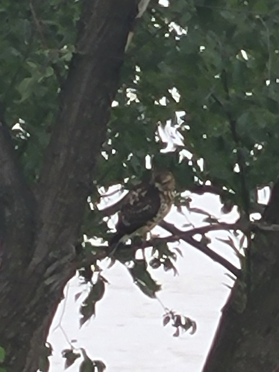 Broad-winged Hawk - ML641430574