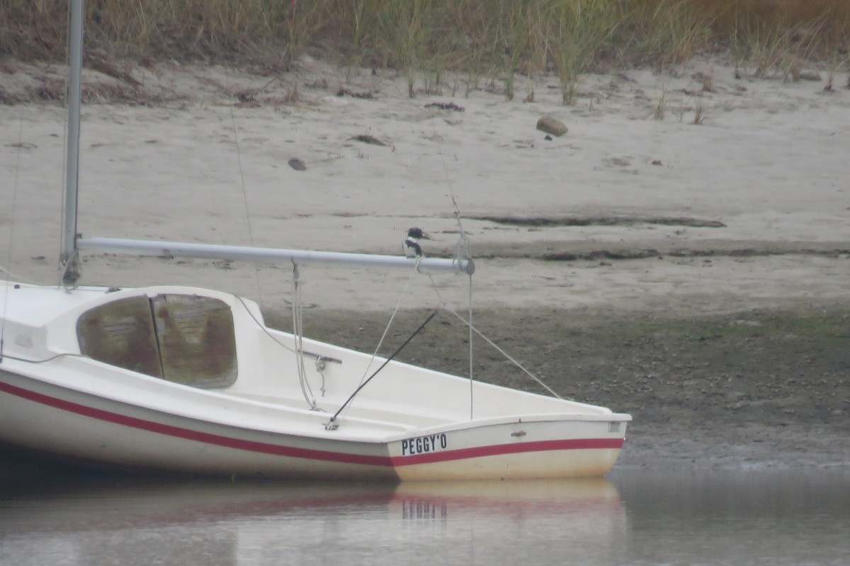 Belted Kingfisher - ML641430575