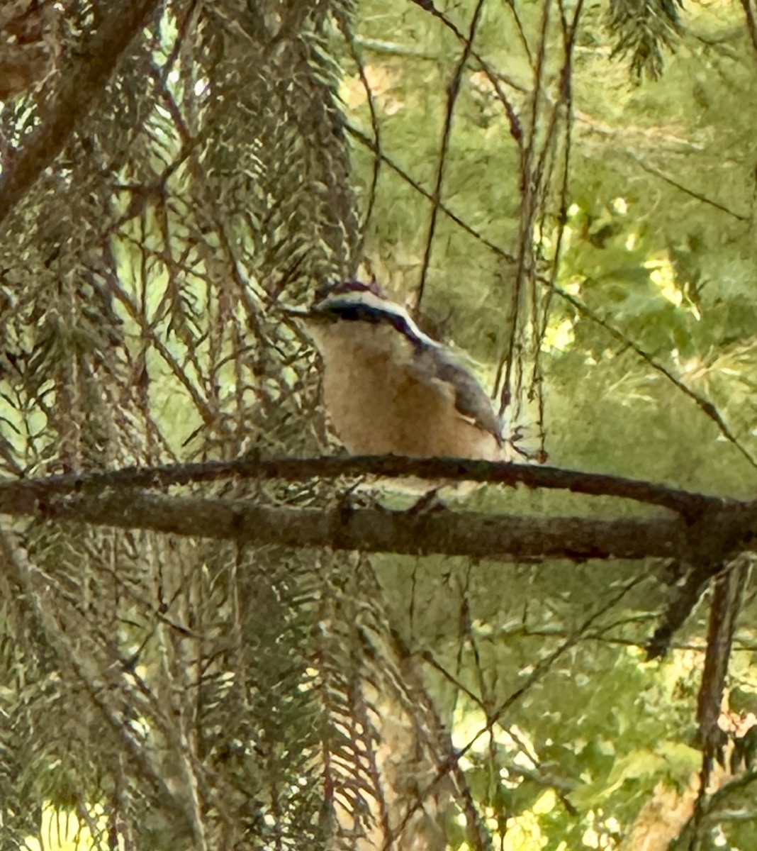 Red-breasted Nuthatch - ML641430576