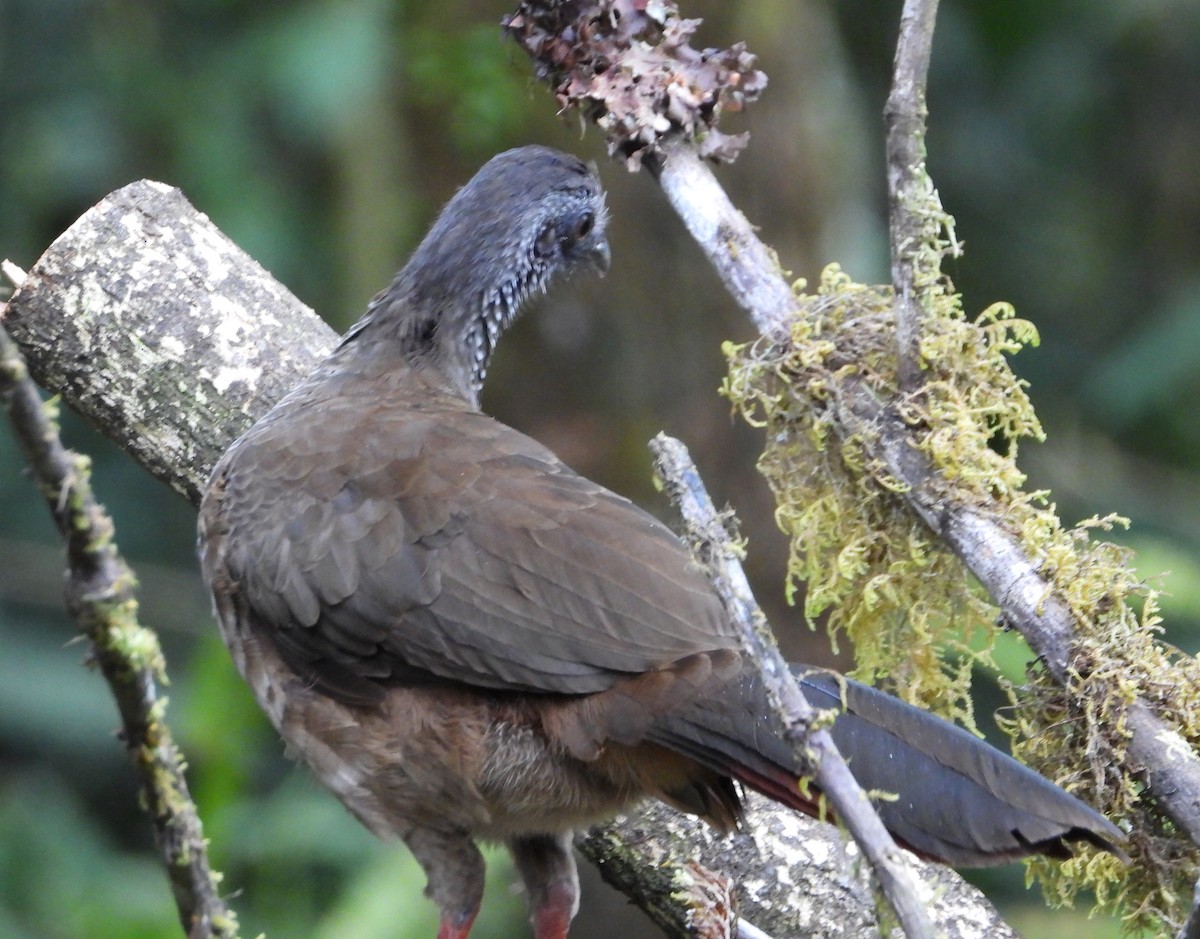Speckled Chachalaca - ML641430579