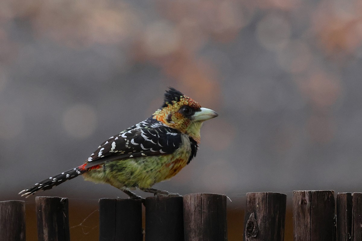 Crested Barbet - ML641430580