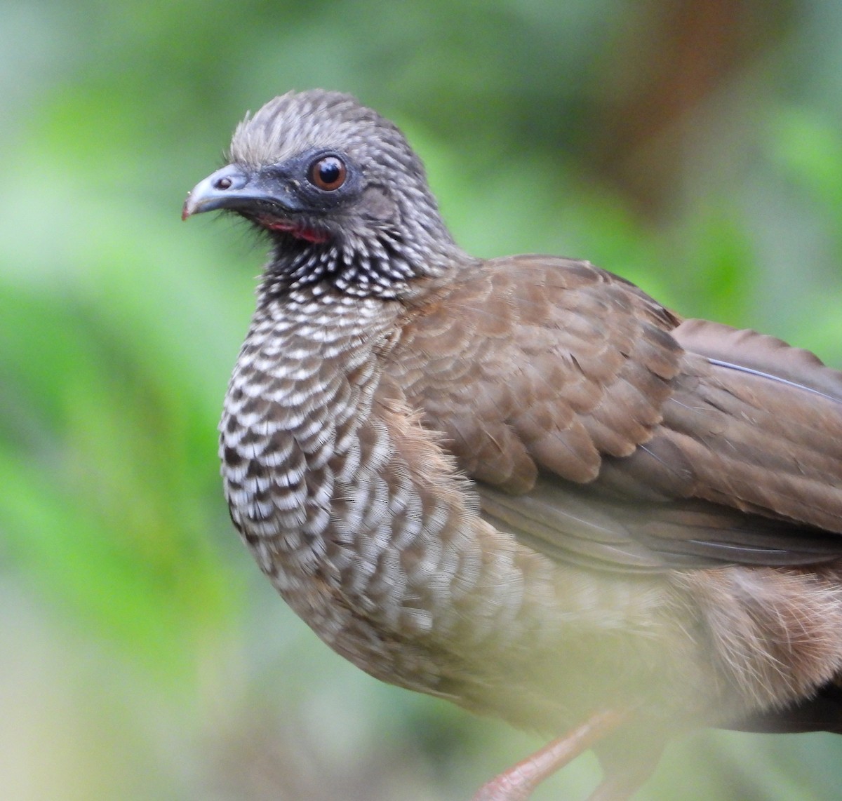 Speckled Chachalaca - ML641430582