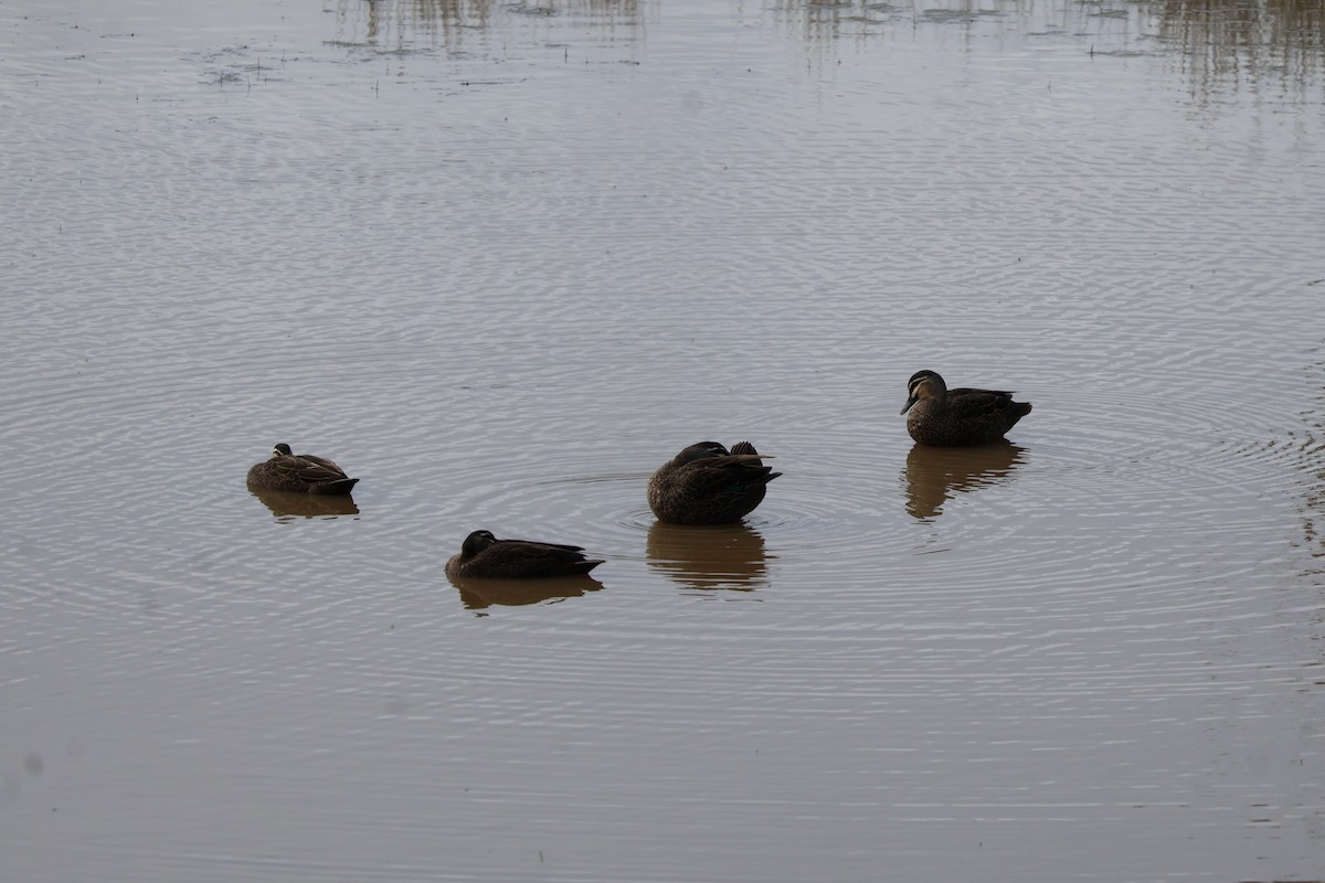 Pacific Black Duck - ML641430583