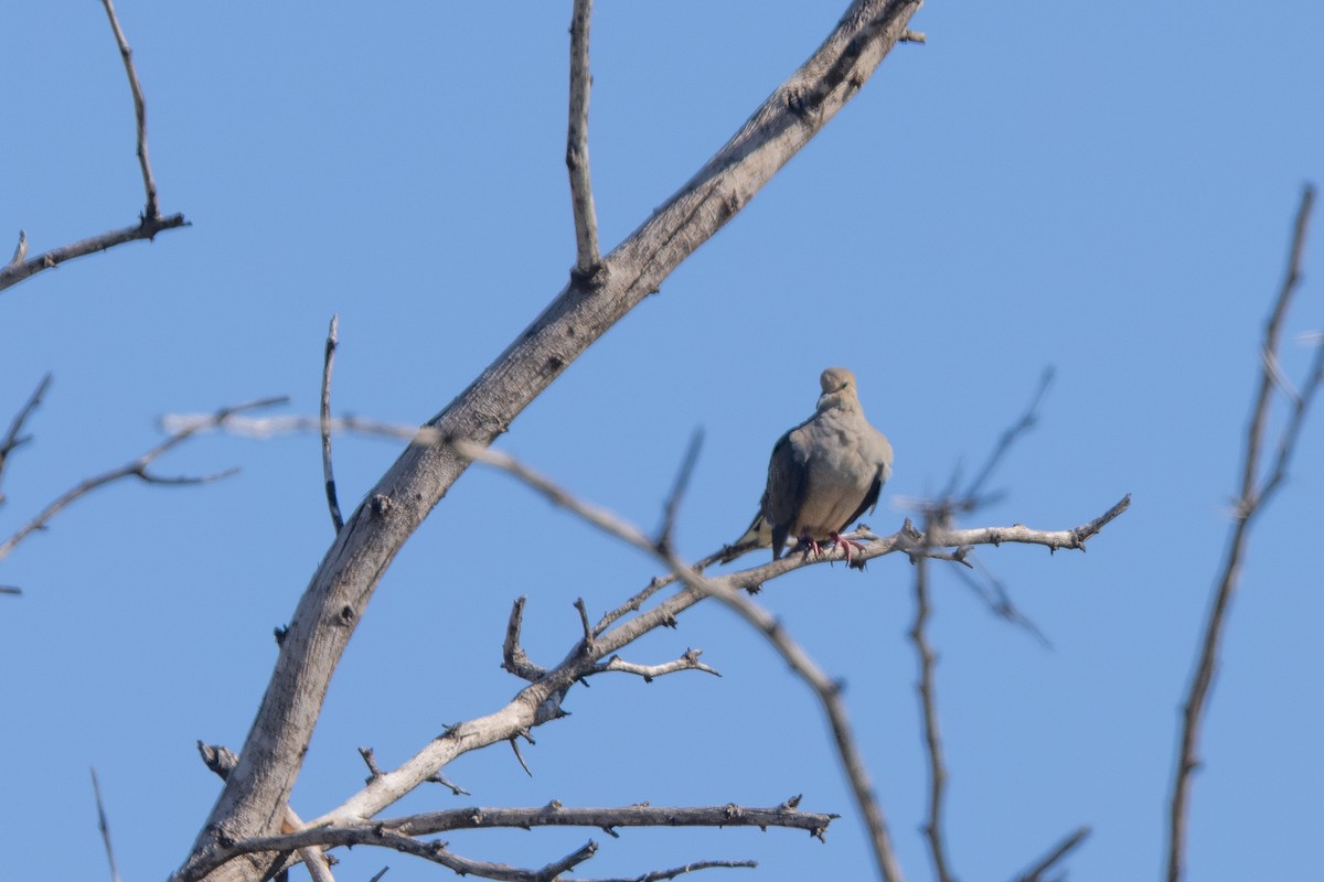 Mourning Dove - ML641430584